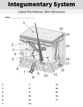 integumentary system worksheet