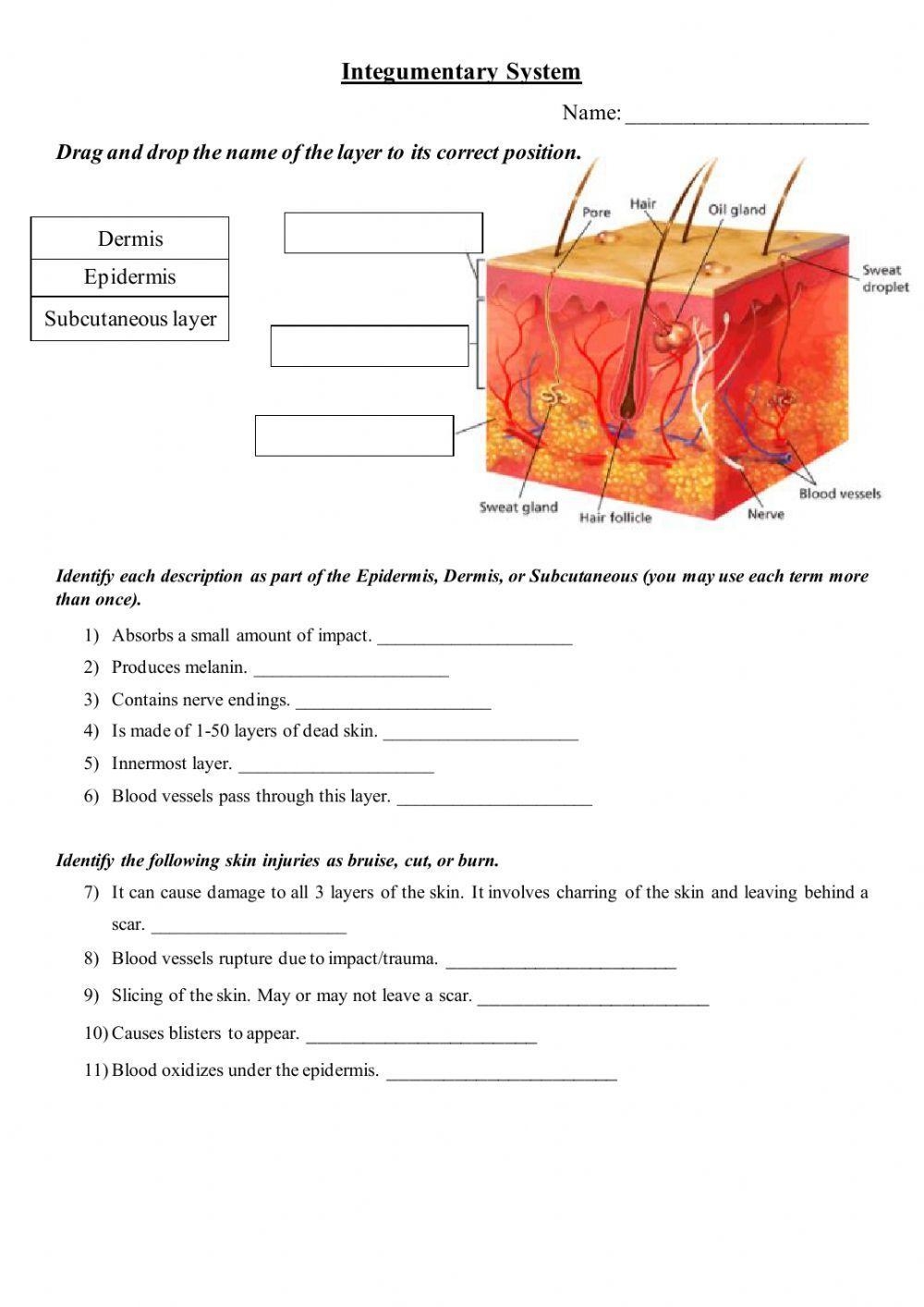 Integumentary System Review Worksheet KEY Physio 2013 2014 