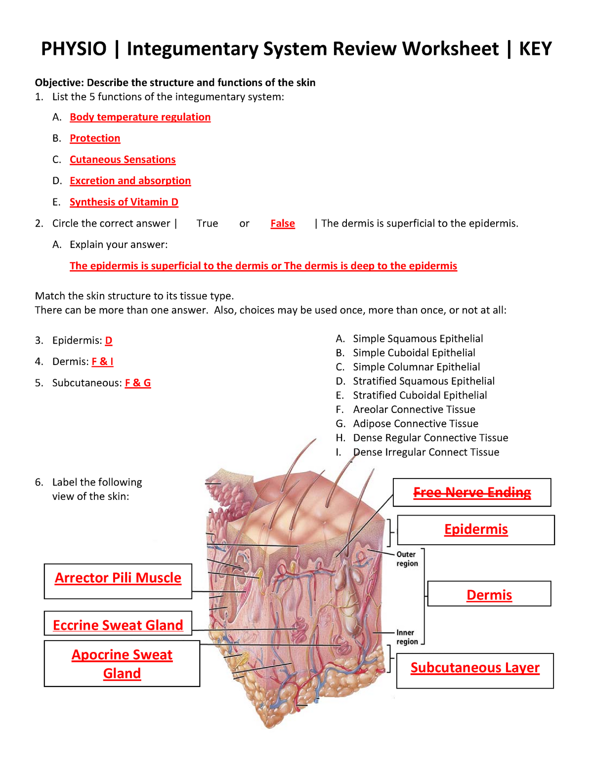 Integumentary System Review Worksheet KEY Physio 2013 2014 