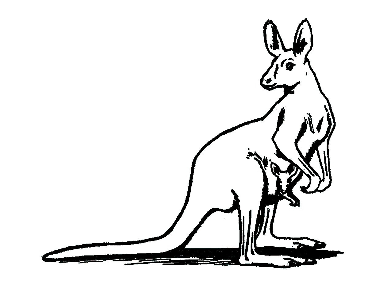 Kangaroos Kangaroo Coloring Pages