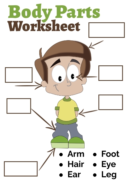 Kindergarten Body Parts Worksheet Template PosterMyWall Worksheets 