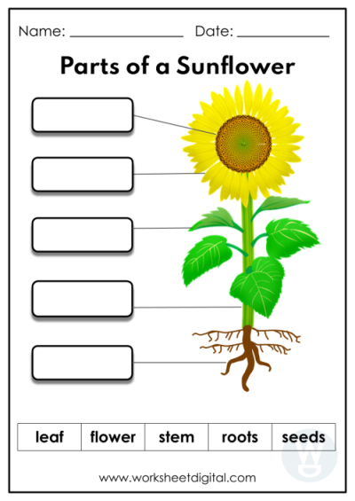 Kindergarten Science Worksheet Digital Worksheets Library