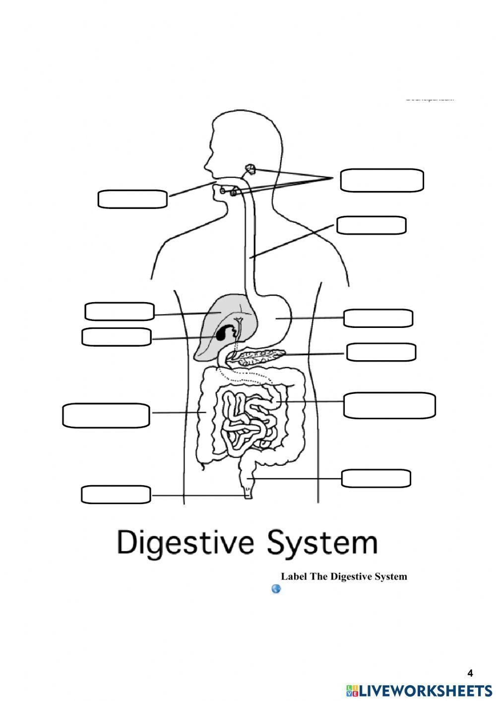 Label The Digestive System Exercise Live Worksheets Worksheets Library