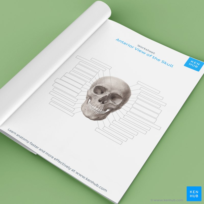 Learn Skull Anatomy With Skull Bone Quizzes And Diagrams Kenhub 