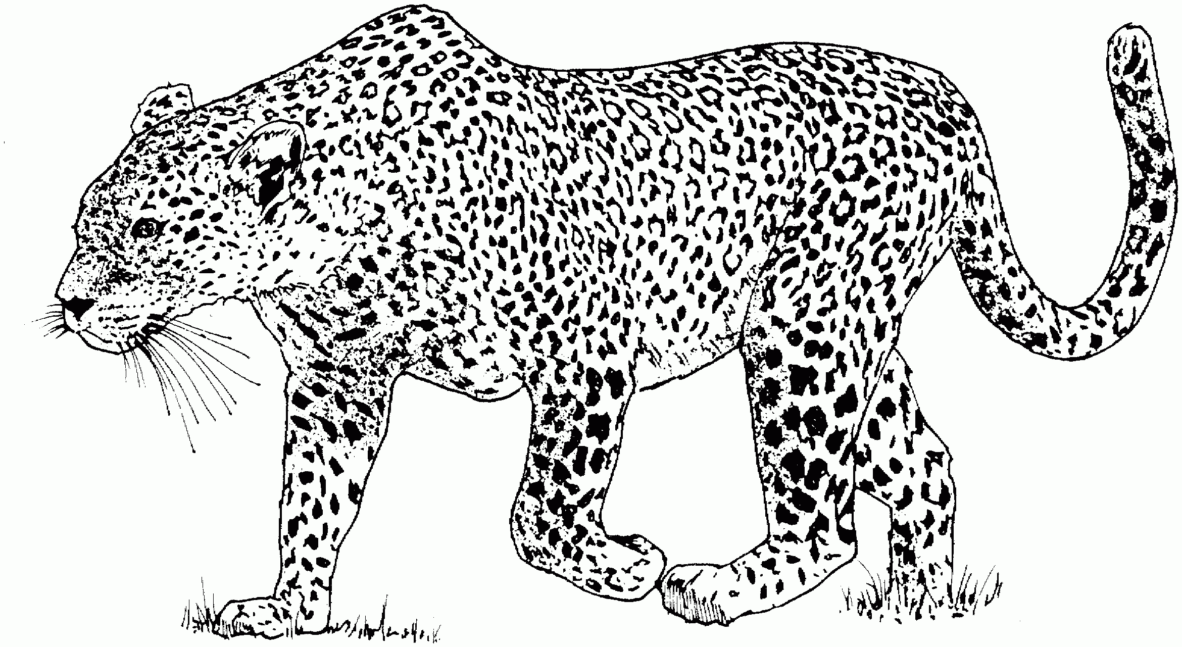 Leopard Coloring Pages Coloring Home