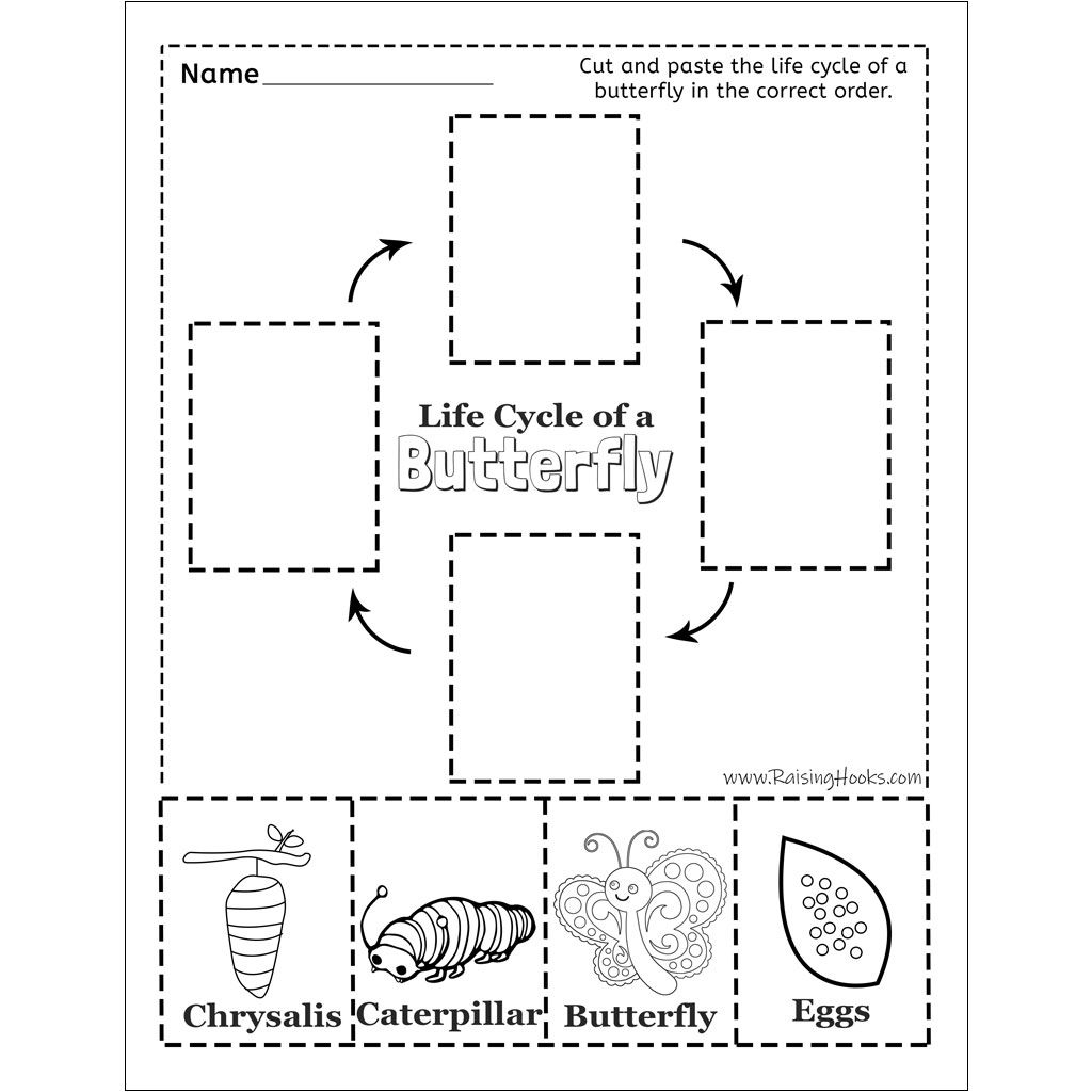 Life Cycle Of A Butterfly Cut And Paste Raising Hooks Butterfly 