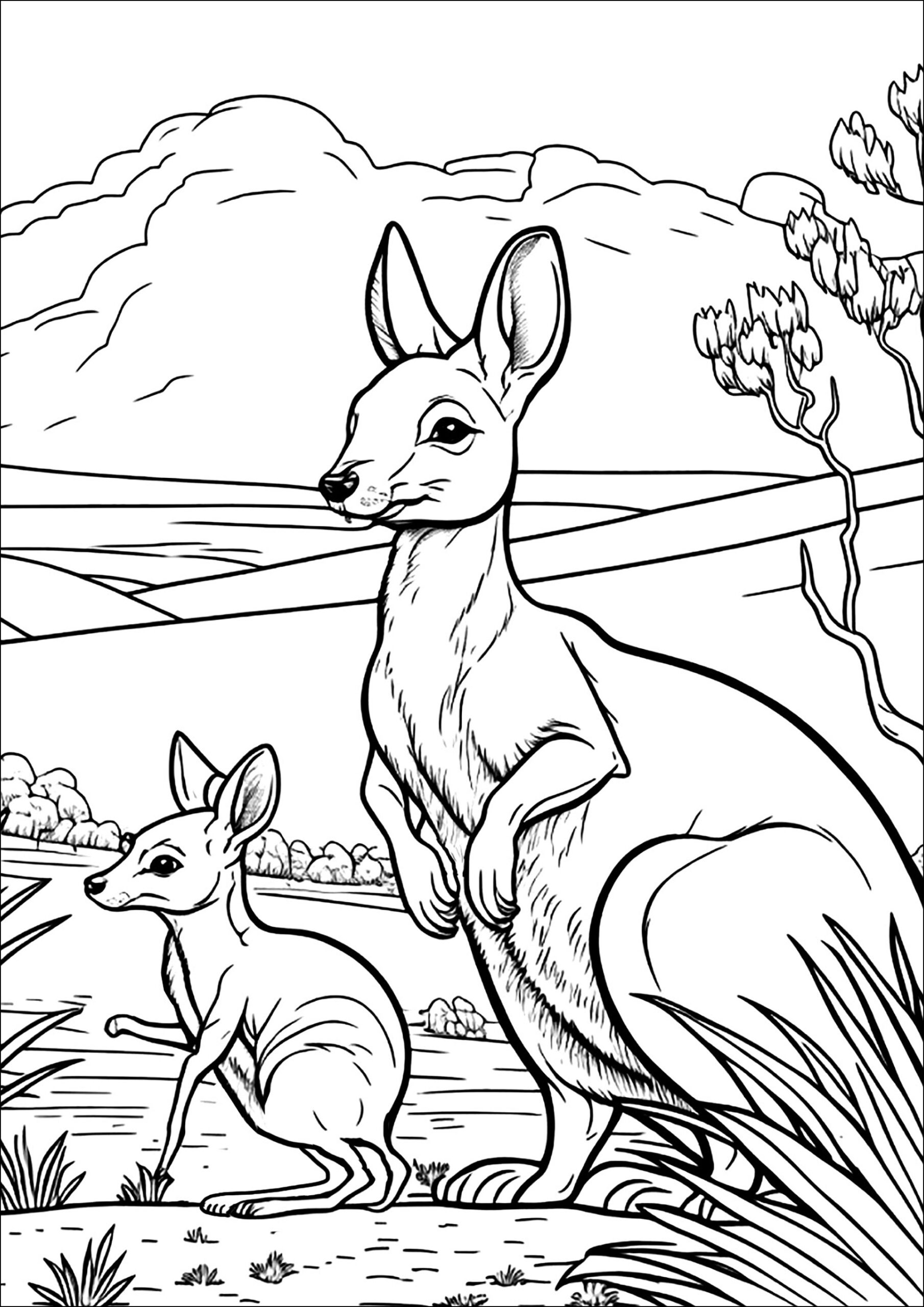 Coloring Pages Of Kangaroos