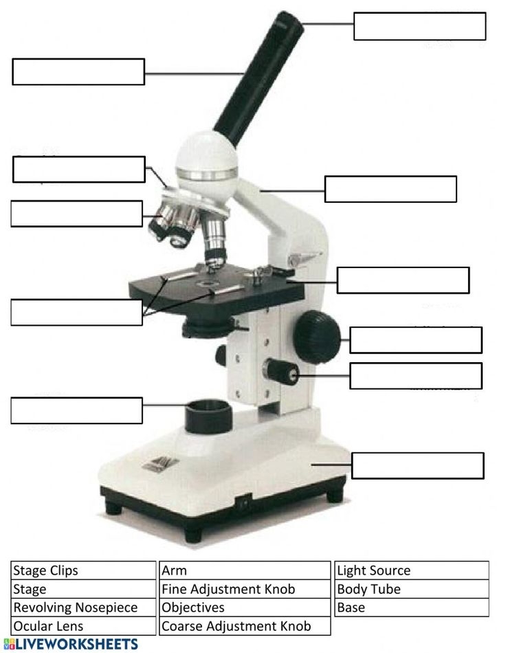 Microscope Parts And Use Worksheet Imsyaf Microscope Parts