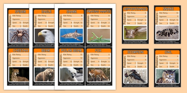 Minibeast Top Trumps Teaching Resources Printable Flash Cards Top Hot 