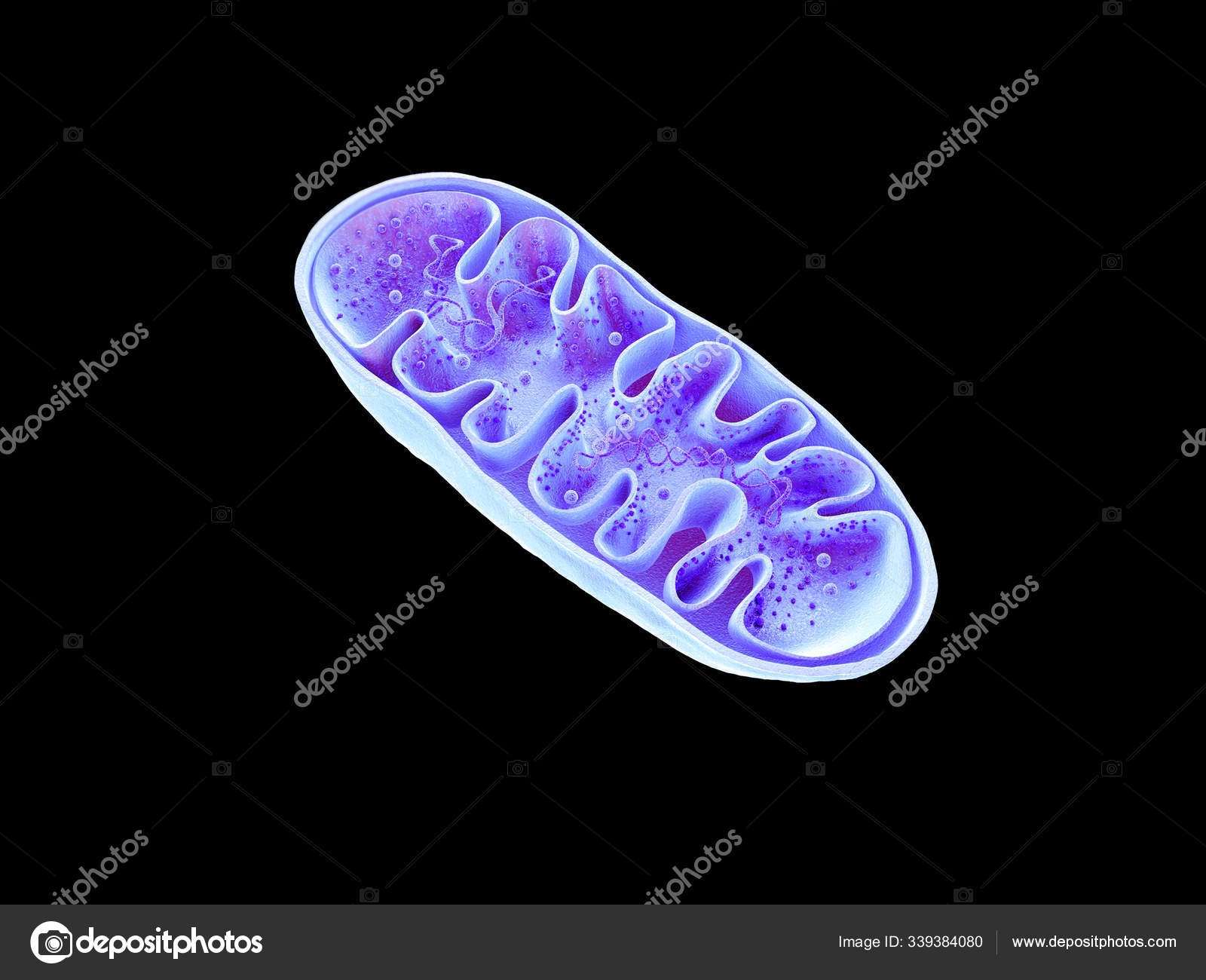 how does the mitochondria produce energy for the cell worksheet
