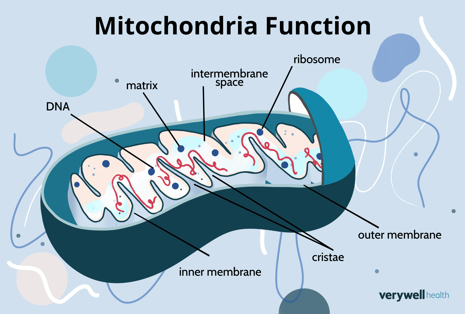 Mitochondria Function In Humans How Does The Mitochondria Produce 