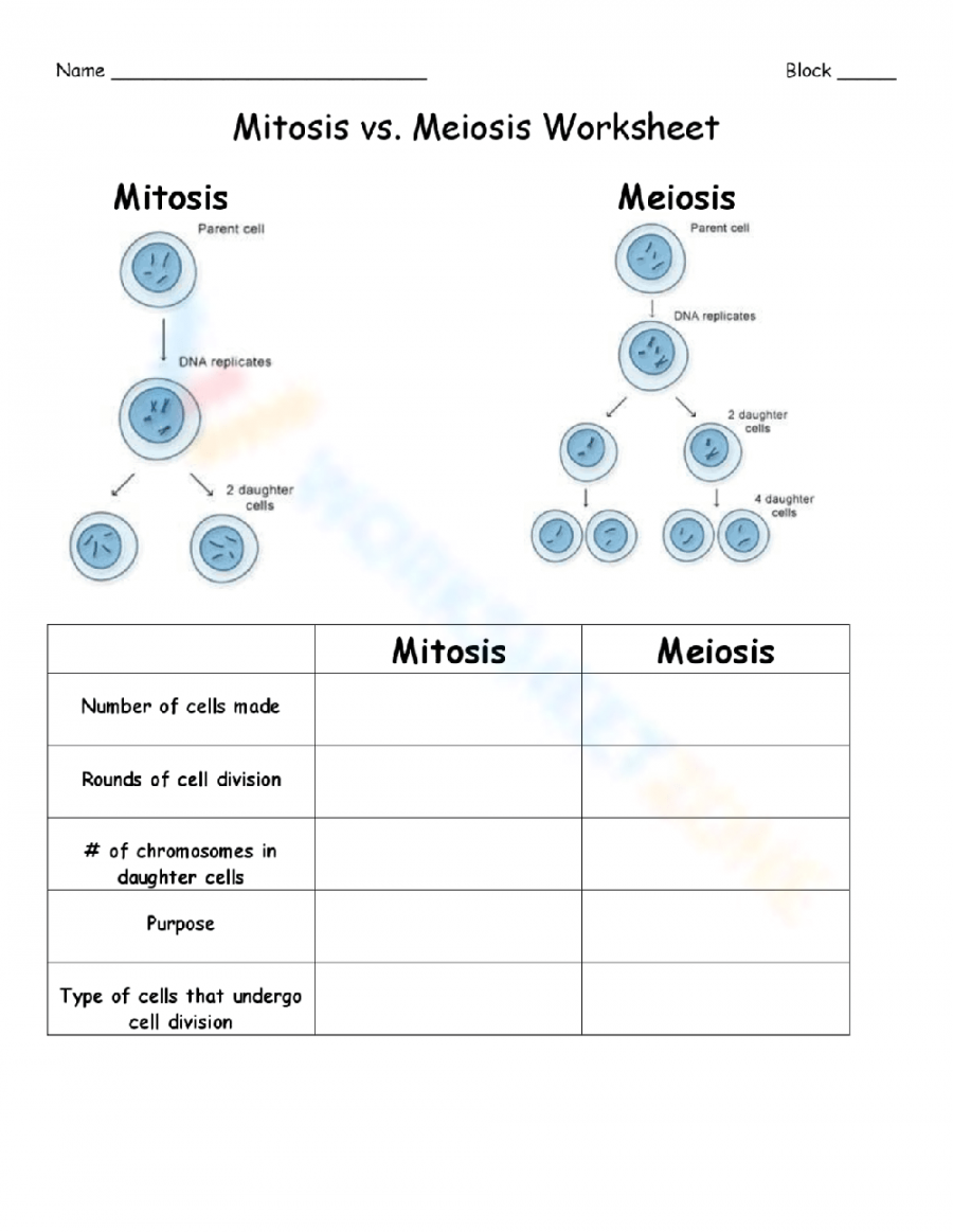 Mitosis Verses Meiosis Worksheet Printable PDF Template