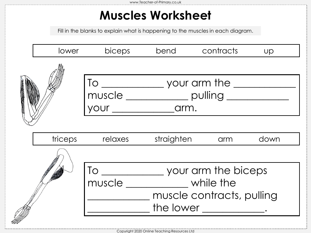 Muscles Worksheet Science Year 3 Worksheets Library