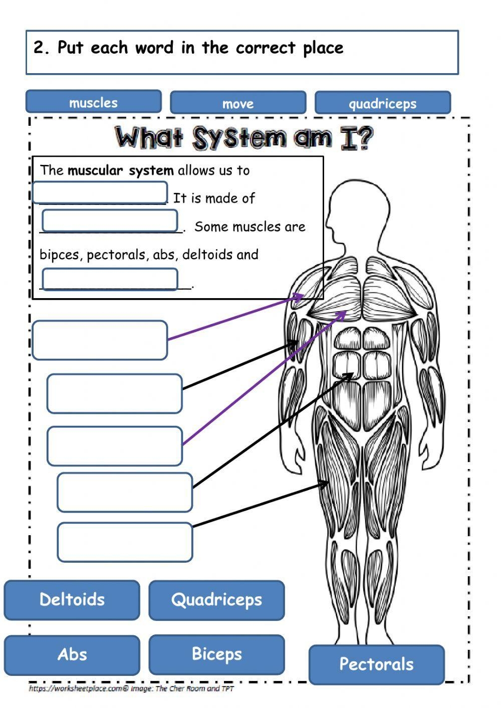 Muscular System Lesson Resources The Homeschool Scientist 