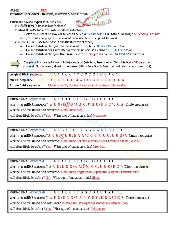 Mutation Worksheet Deletion Insertion Substitution