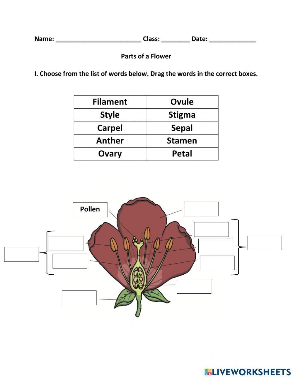 Parts Flower Printable Free Worksheet PDF For Kids Worksheets Library