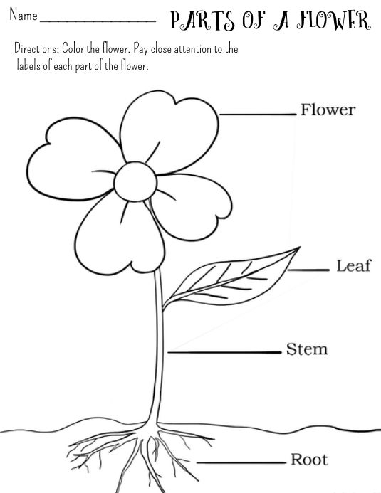 Parts Of A Flower Worksheet