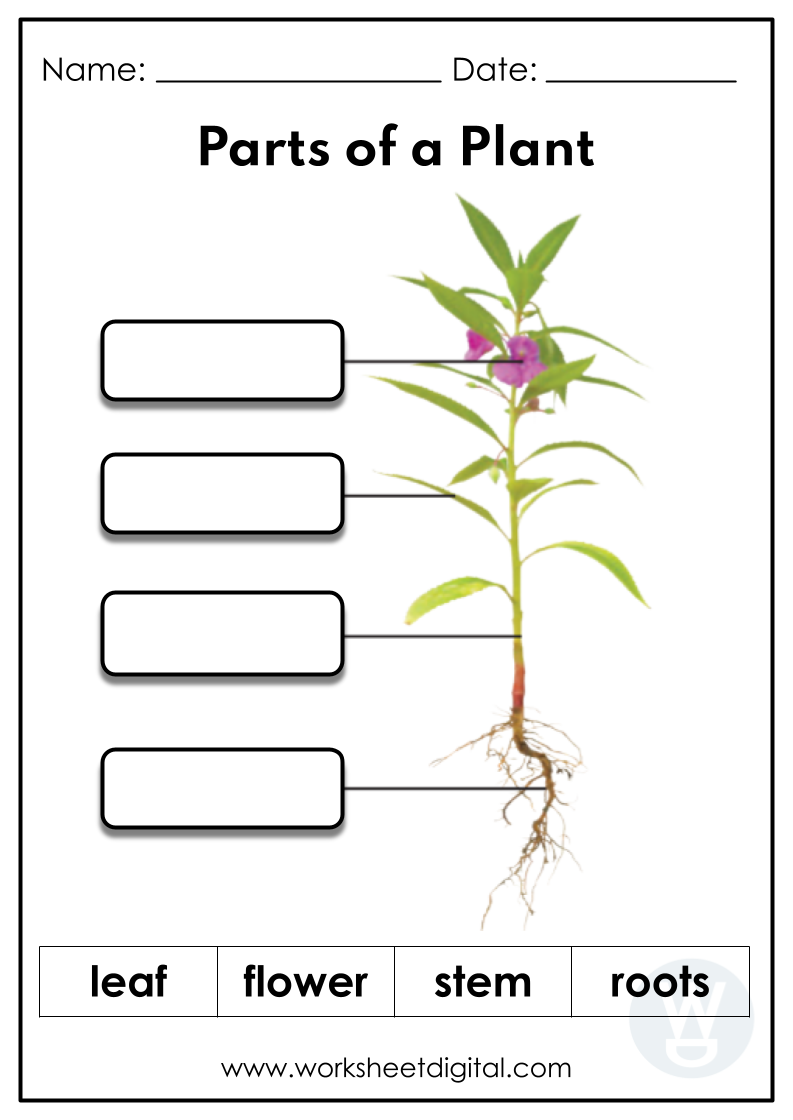 Parts Of Plants Worksheet Skoolon Worksheets Library