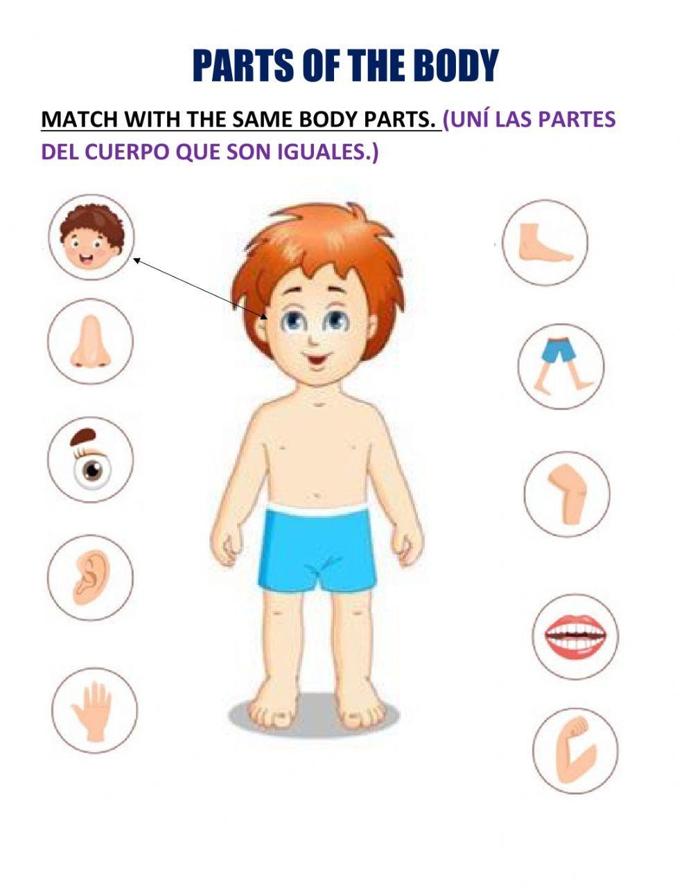 body parts worksheet for kindergarten pdf