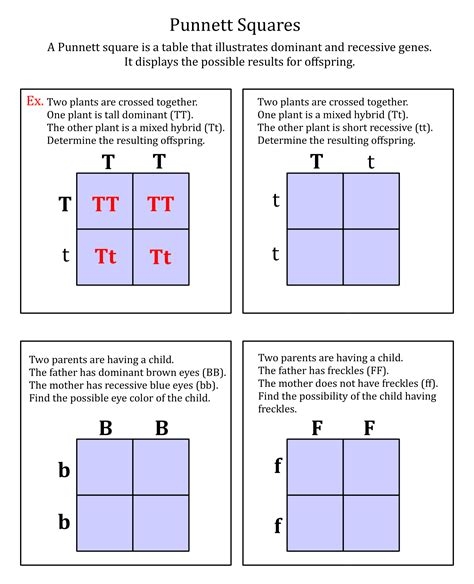 Pedigree And Punnett Square Study Guide Answers Worksheets Library