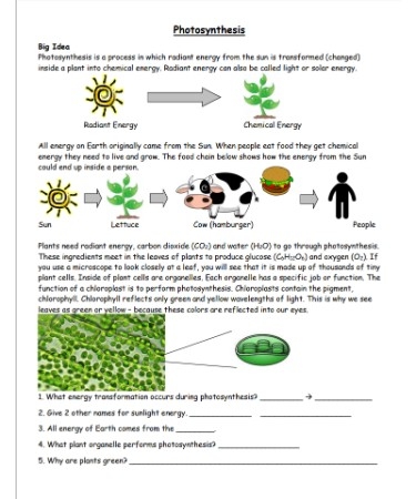 Photosynthesis Worksheet PDF Scouting Web