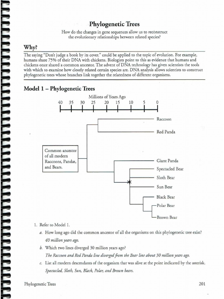 Phylogenetics POGIL PDF Worksheets Library