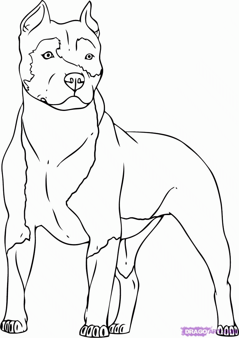 Pitbull Dog Coloring Pages Coloring Home