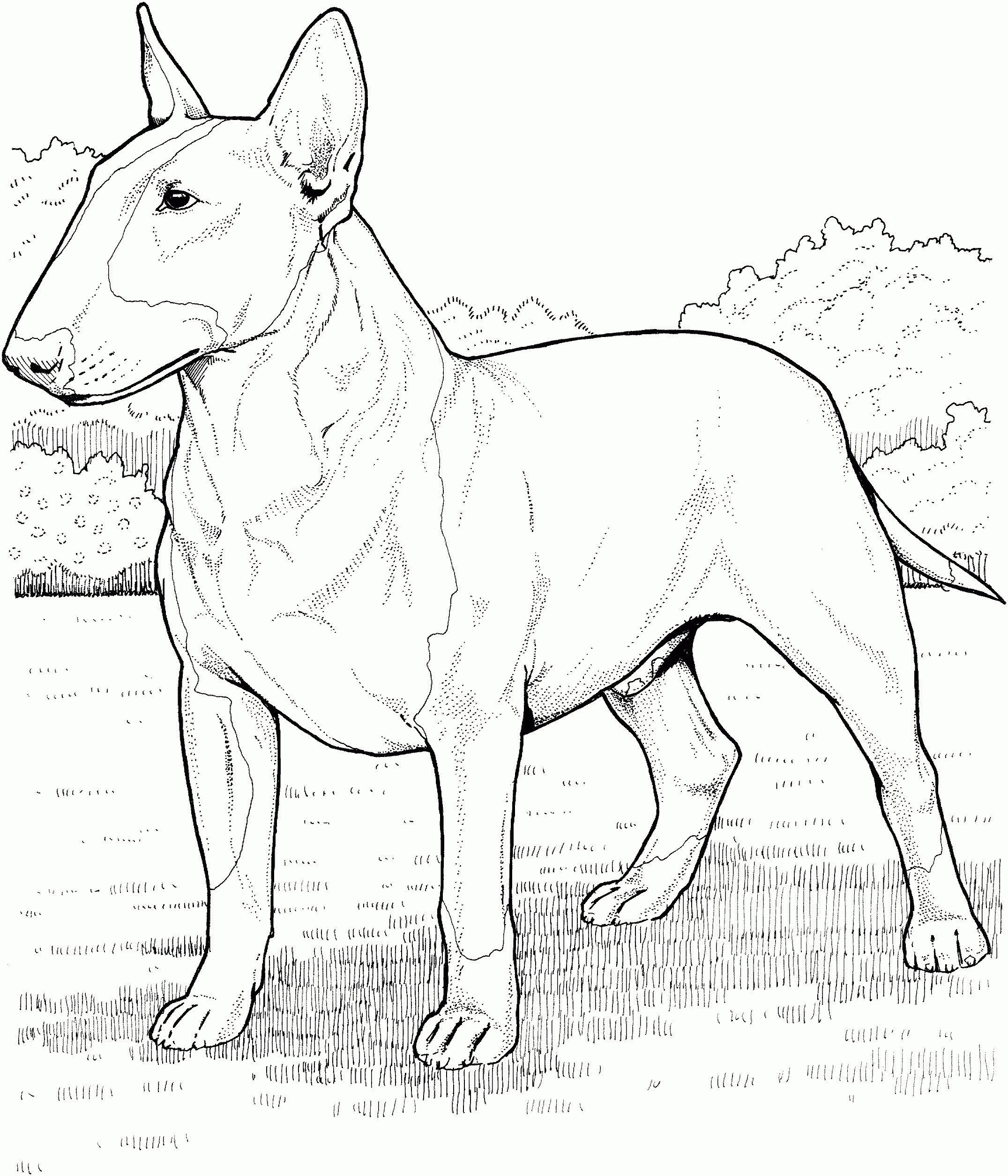 Pitbull Dog Coloring Pages Coloring Home