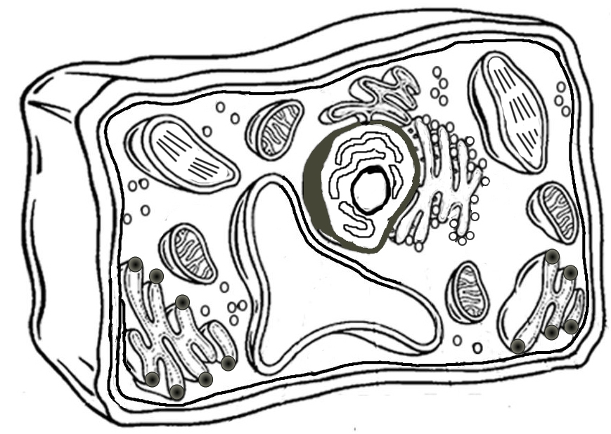 Plant Cell Coloring Worksheets Library
