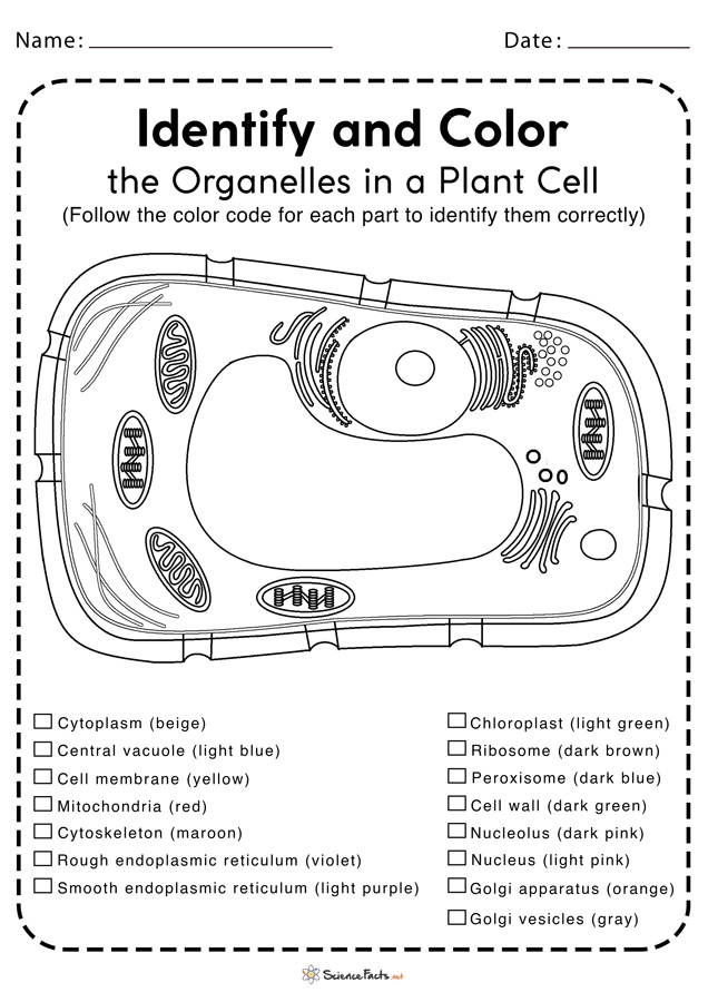 Plant Cell Worksheets Free Printable Worksheets Library