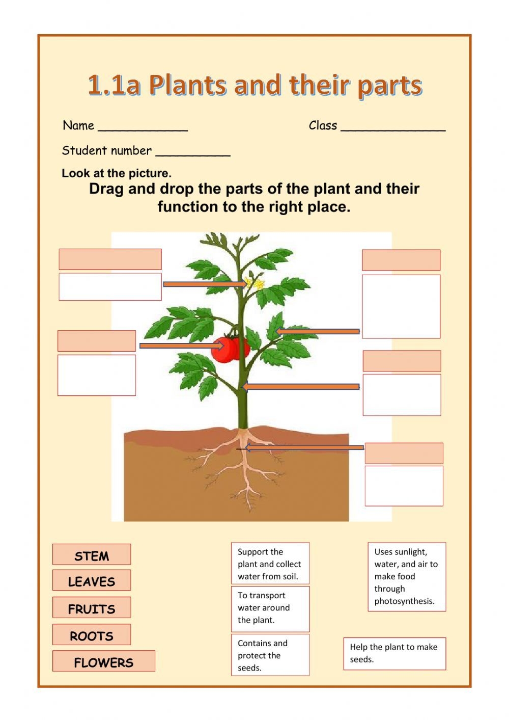 Plants And Their Parts Worksheet Artofit