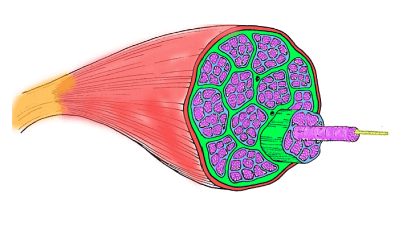 Practice Muscle Anatomy Vocabulary And Color A Muscle Worksheets Library