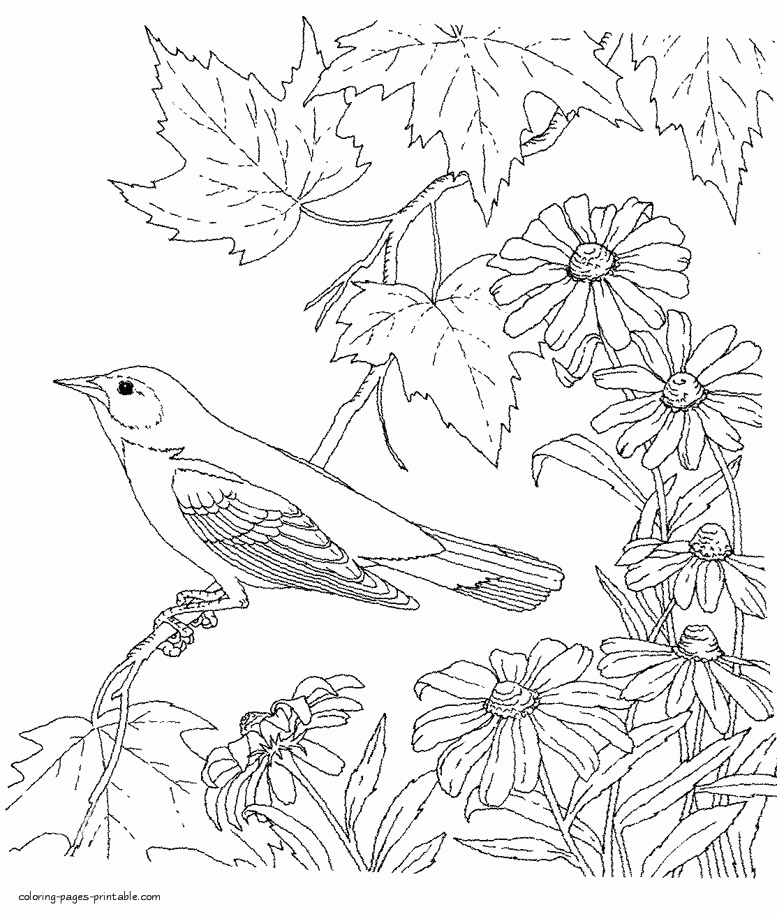 Bird Coloring Book Pages