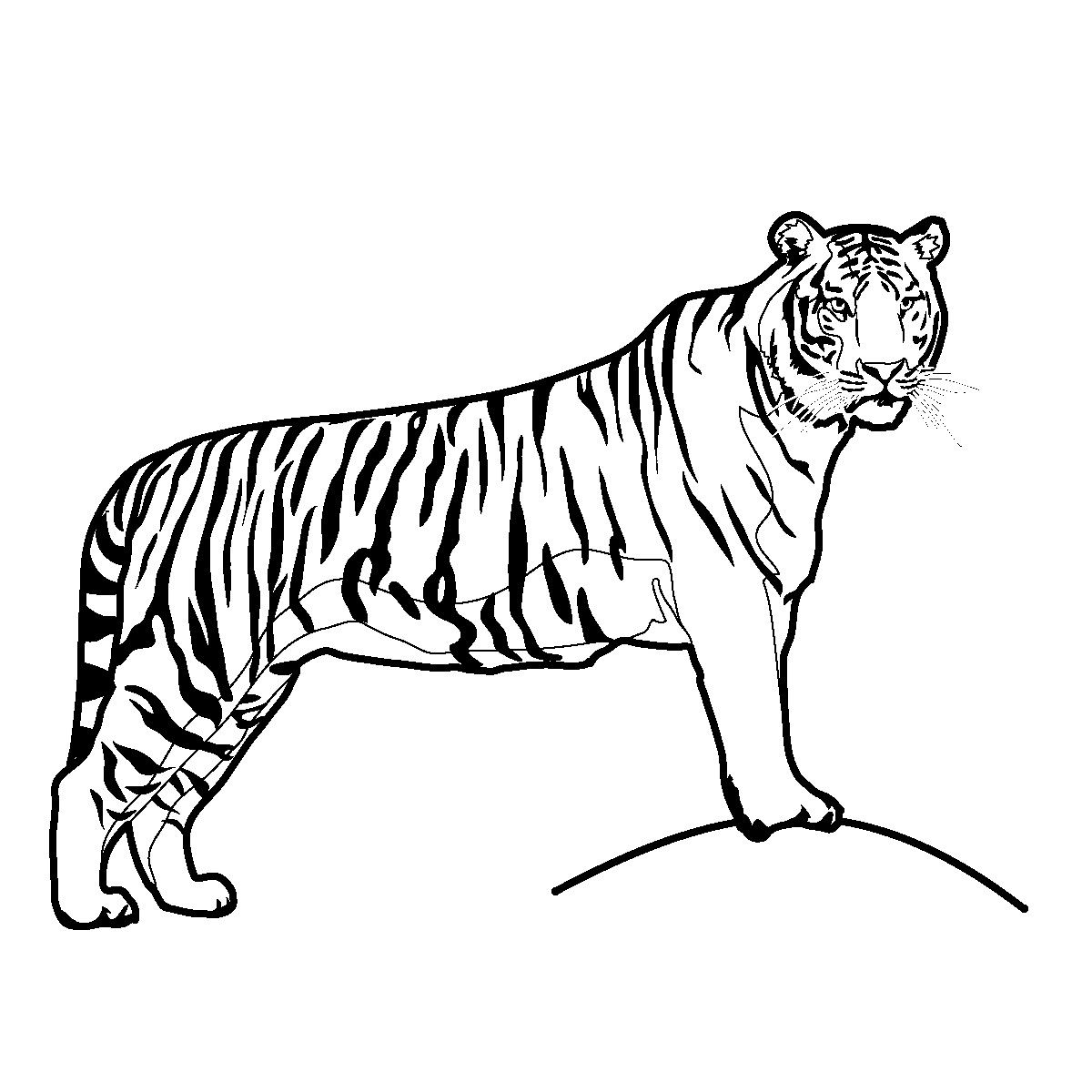 Printable Tiger Coloring Pages