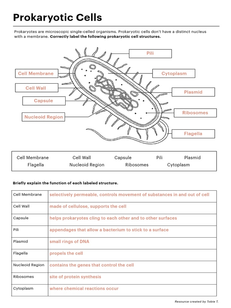 Prokaryotic And Eukaryotic Cells PDF Worksheets Library