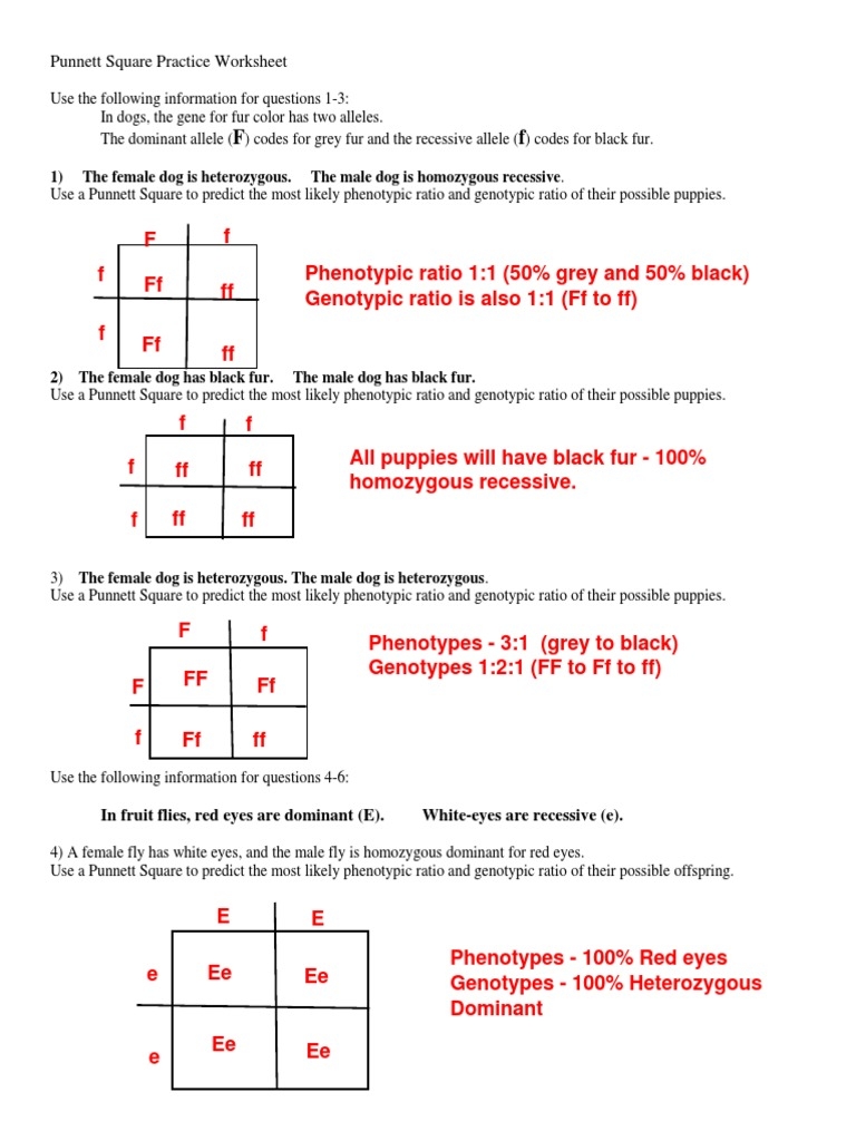 punnett square worksheet answers