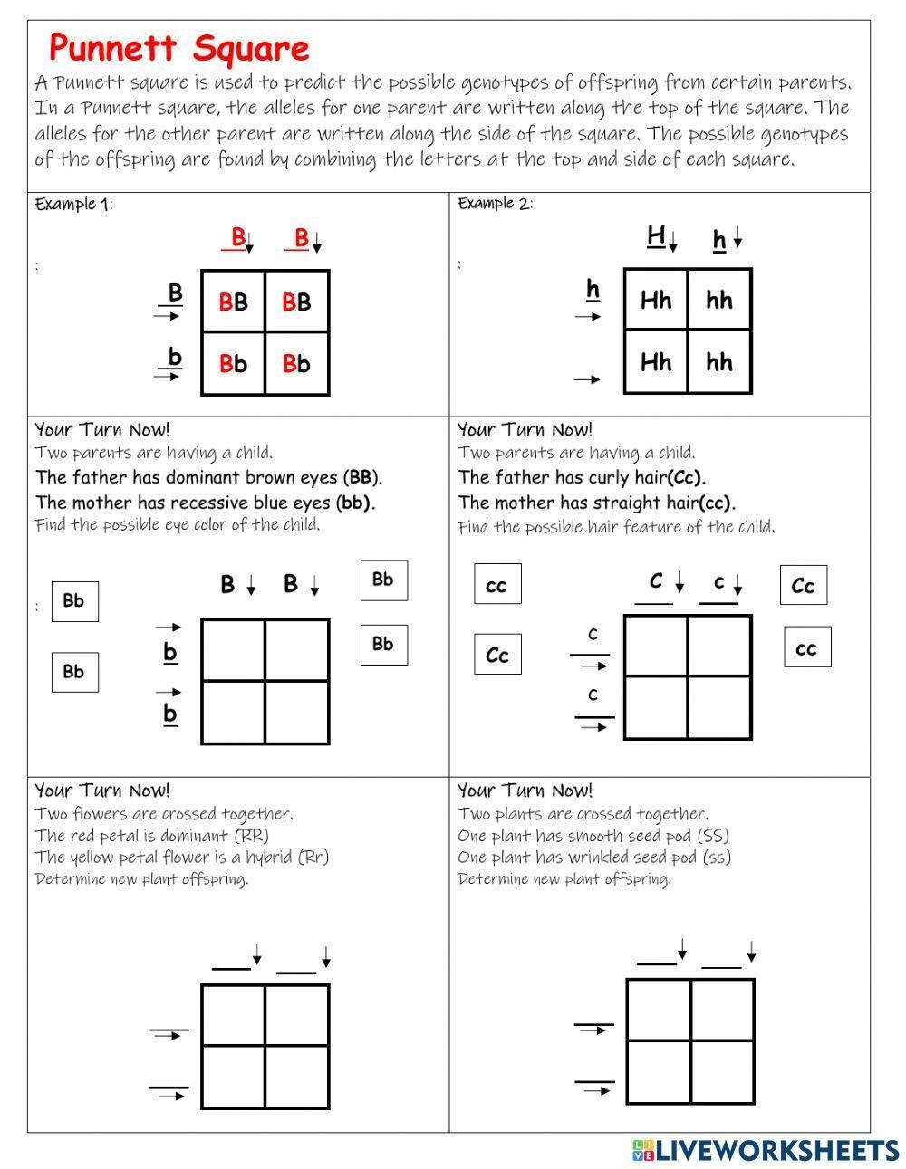 Punnett Square Worksheet Collection For Teaching Learning