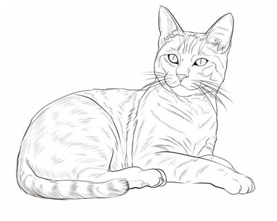 Realistic Cats Coloring Pages