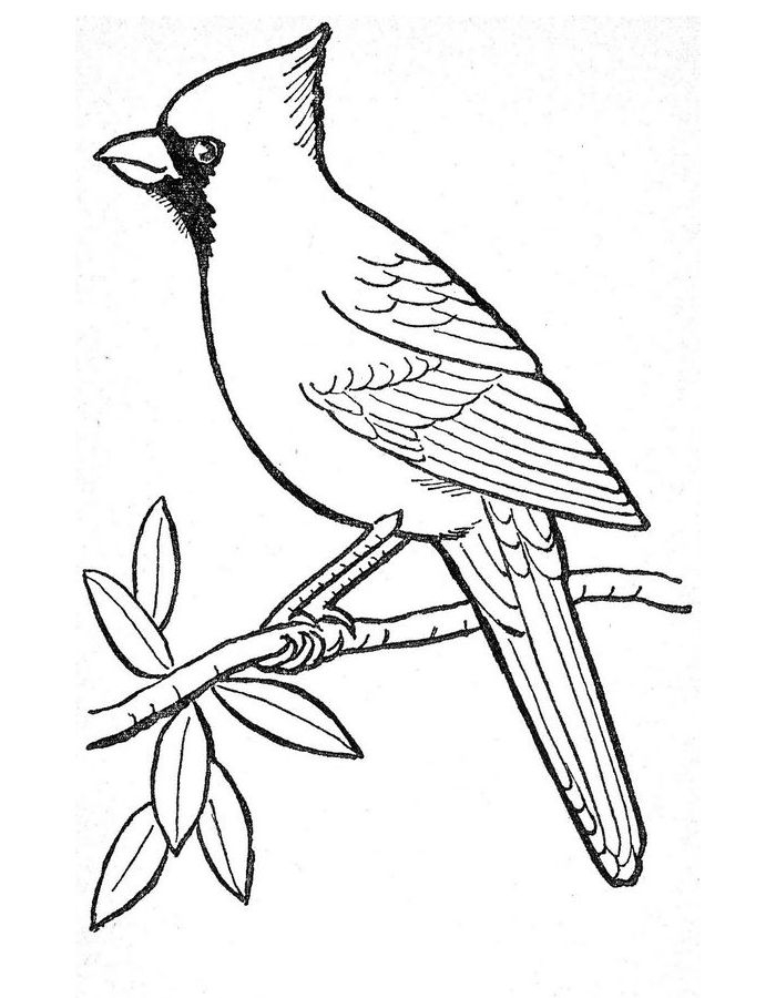 Red Cardinal Coloring Page