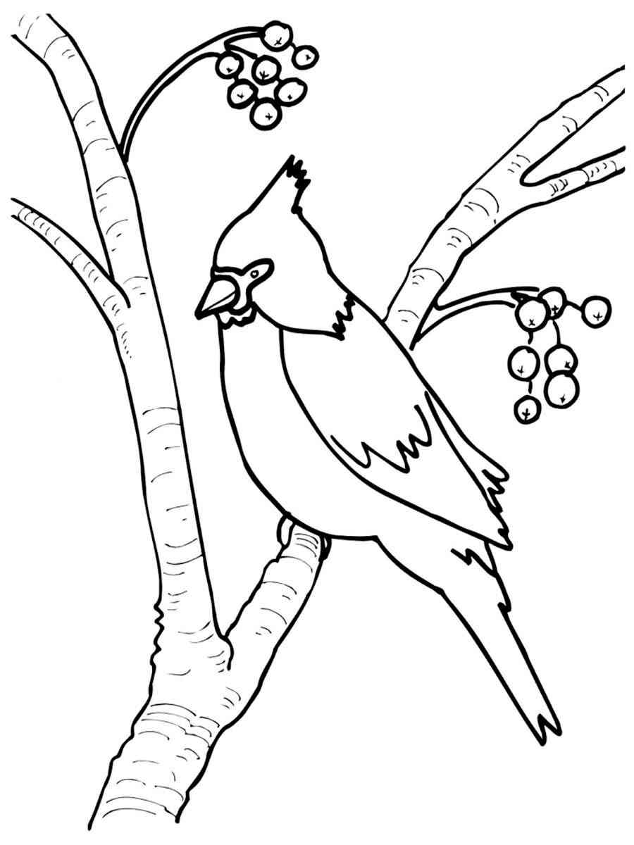Red crested Cardinal Coloring Page
