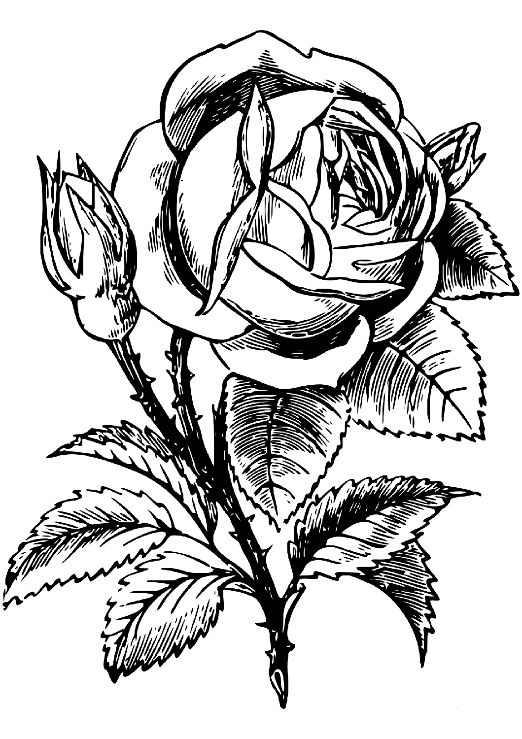 Rose Coloring Pages People Coloring Pages Free Adult Coloring Pages 