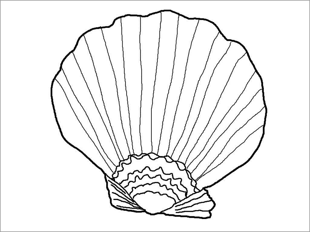 Shell Coloring Pages ColoringBay