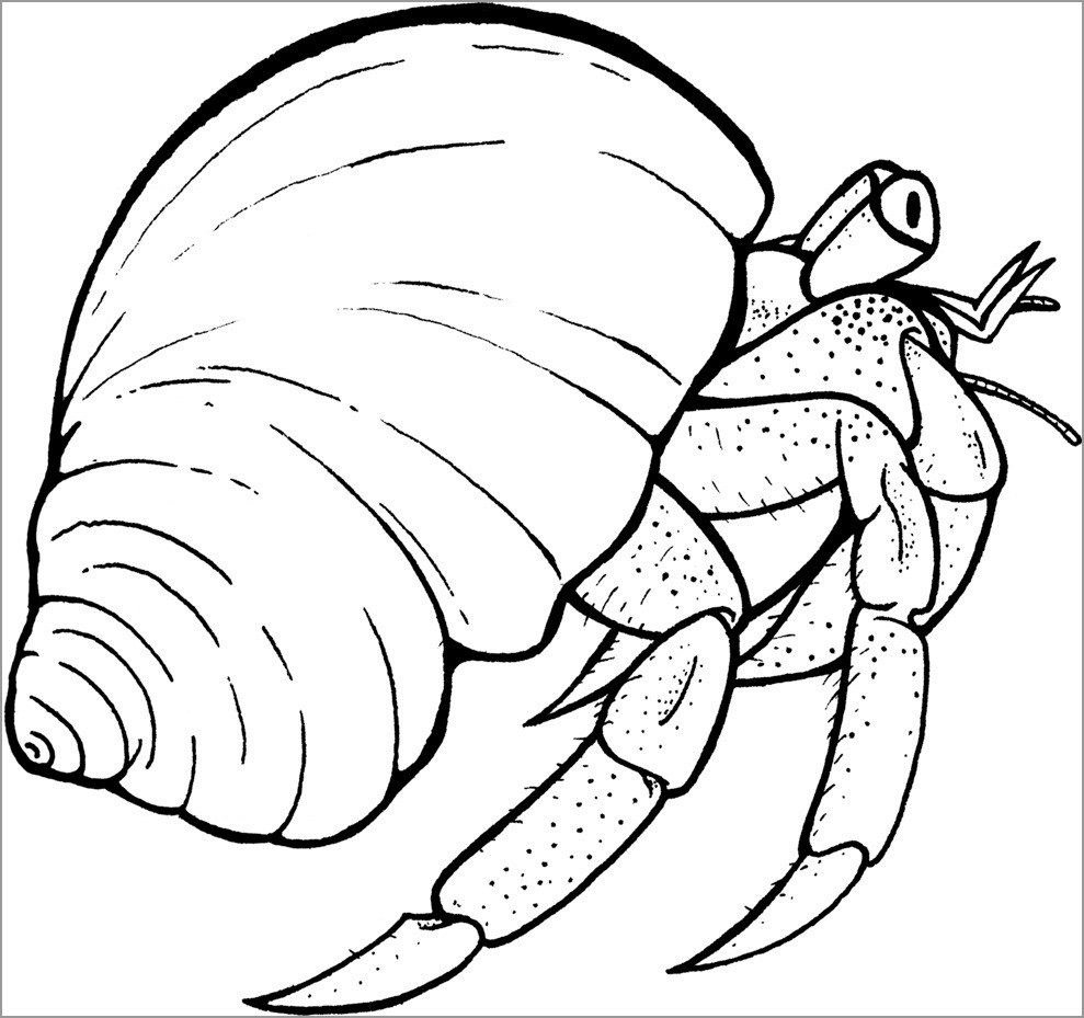 Shell Coloring Pages