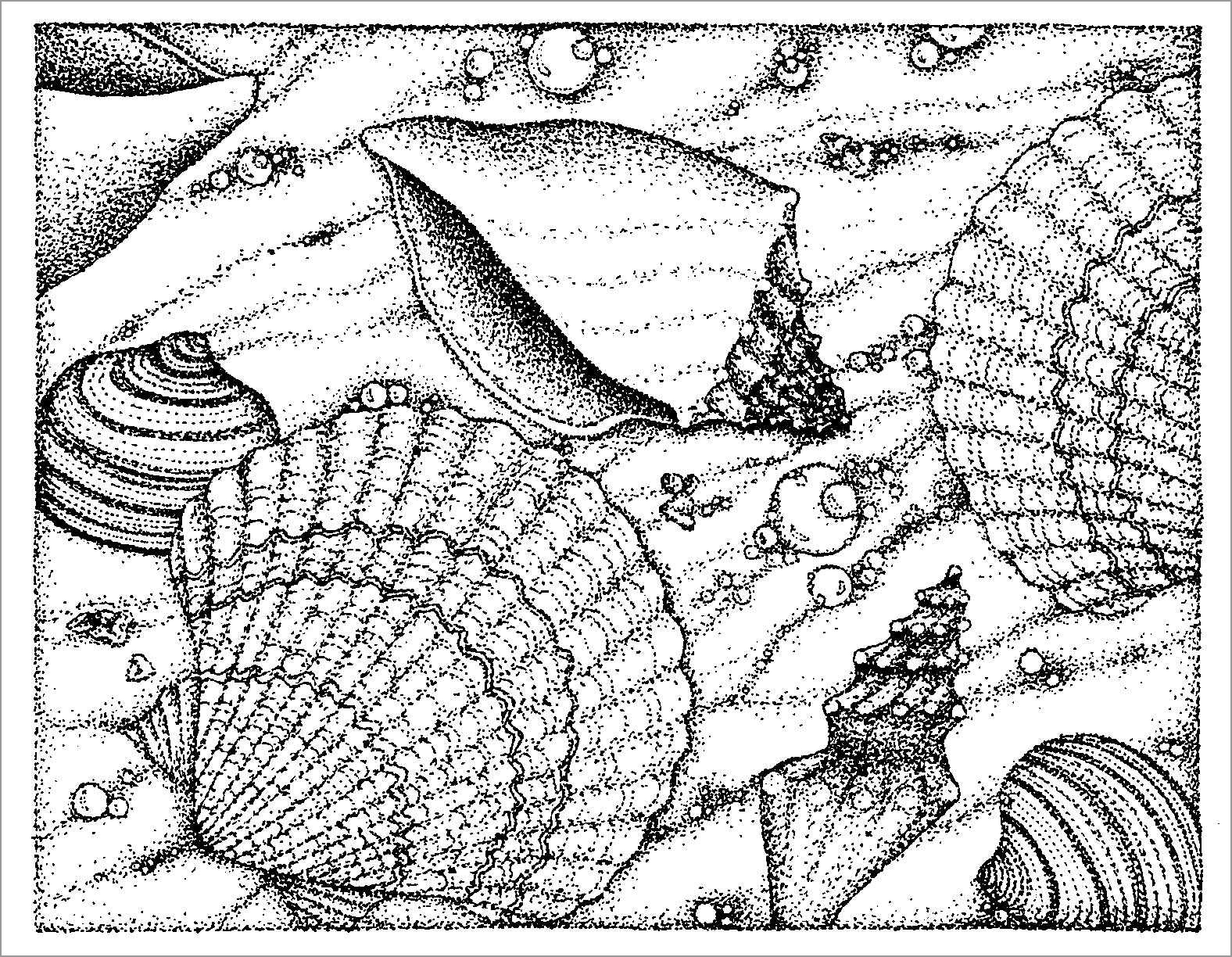 Shell Coloring Pages ColoringBay