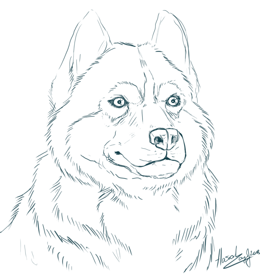 Siberian Husky Coloring Pages Coloring Home