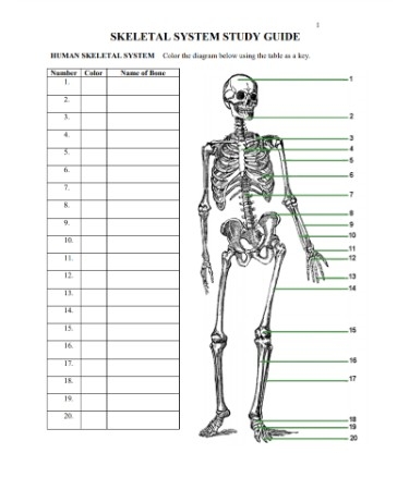 skeletal system labeling worksheet
