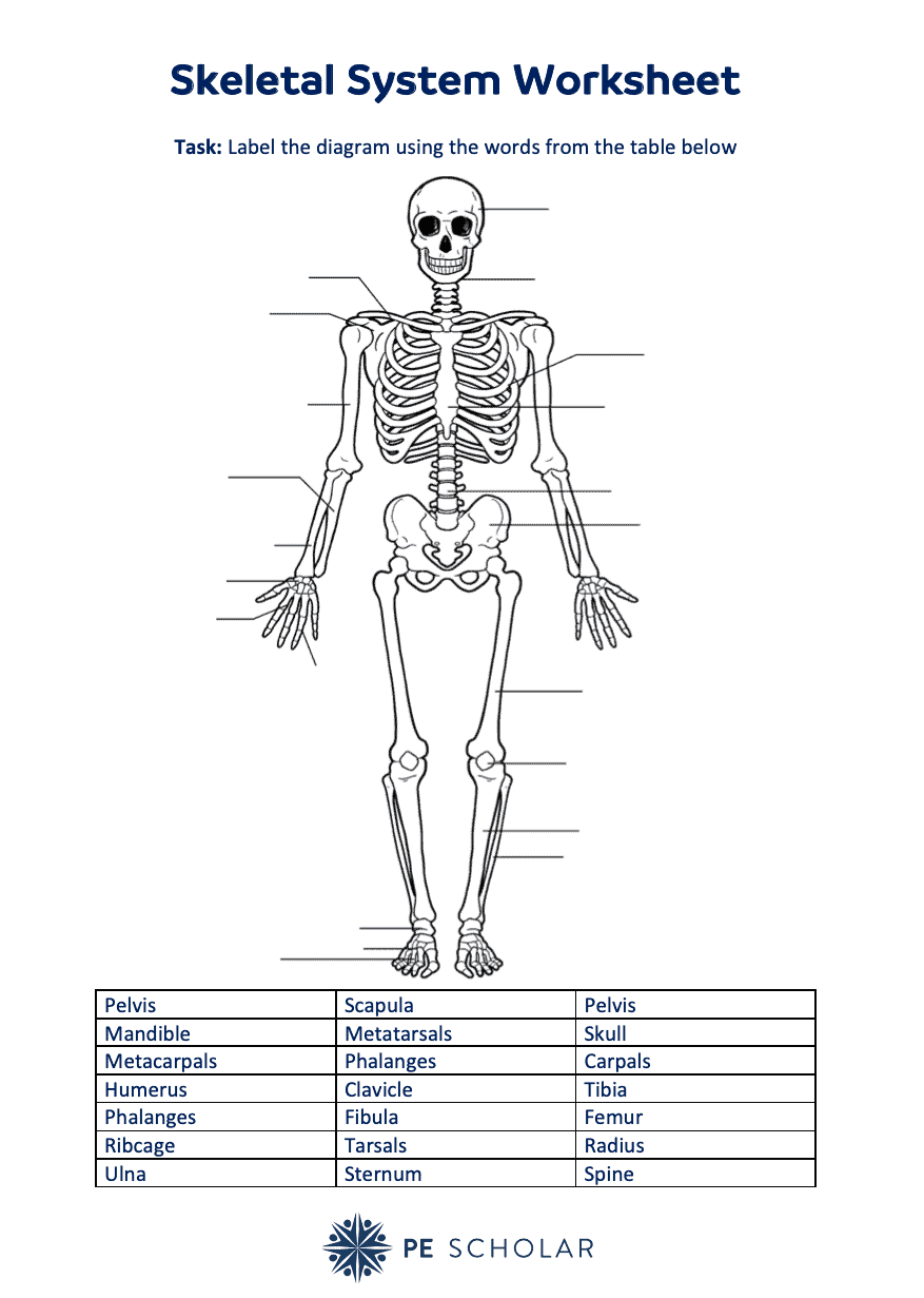 Skeletal System Labelling Worksheet Printable Calendars AT A GLANCE