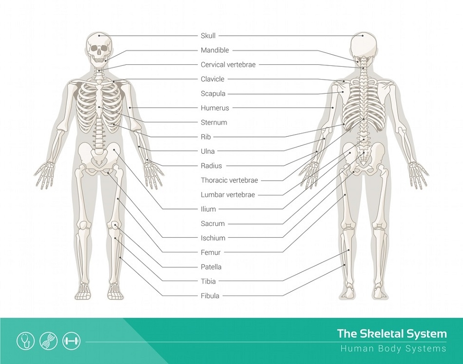 skeletal system labelling worksheet