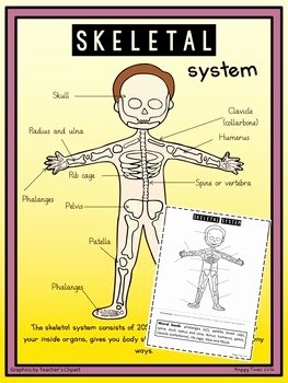 Skeletal System Worksheet Pdf New Human Skeletal System Diagram Poster 