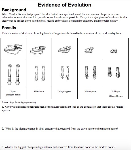 evolution worksheet